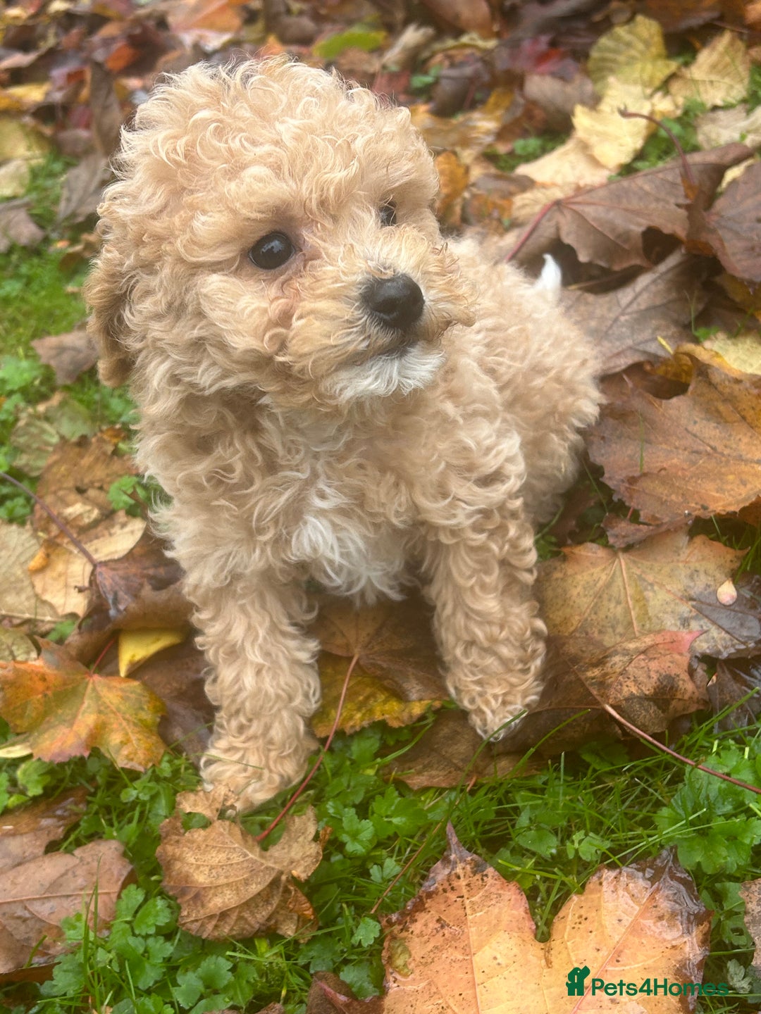 Poochon dogs for sale: Beautiful F1 Poochons - Image 11