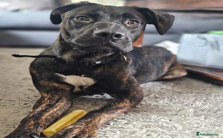 Mixed Breed dogs - Advert 1