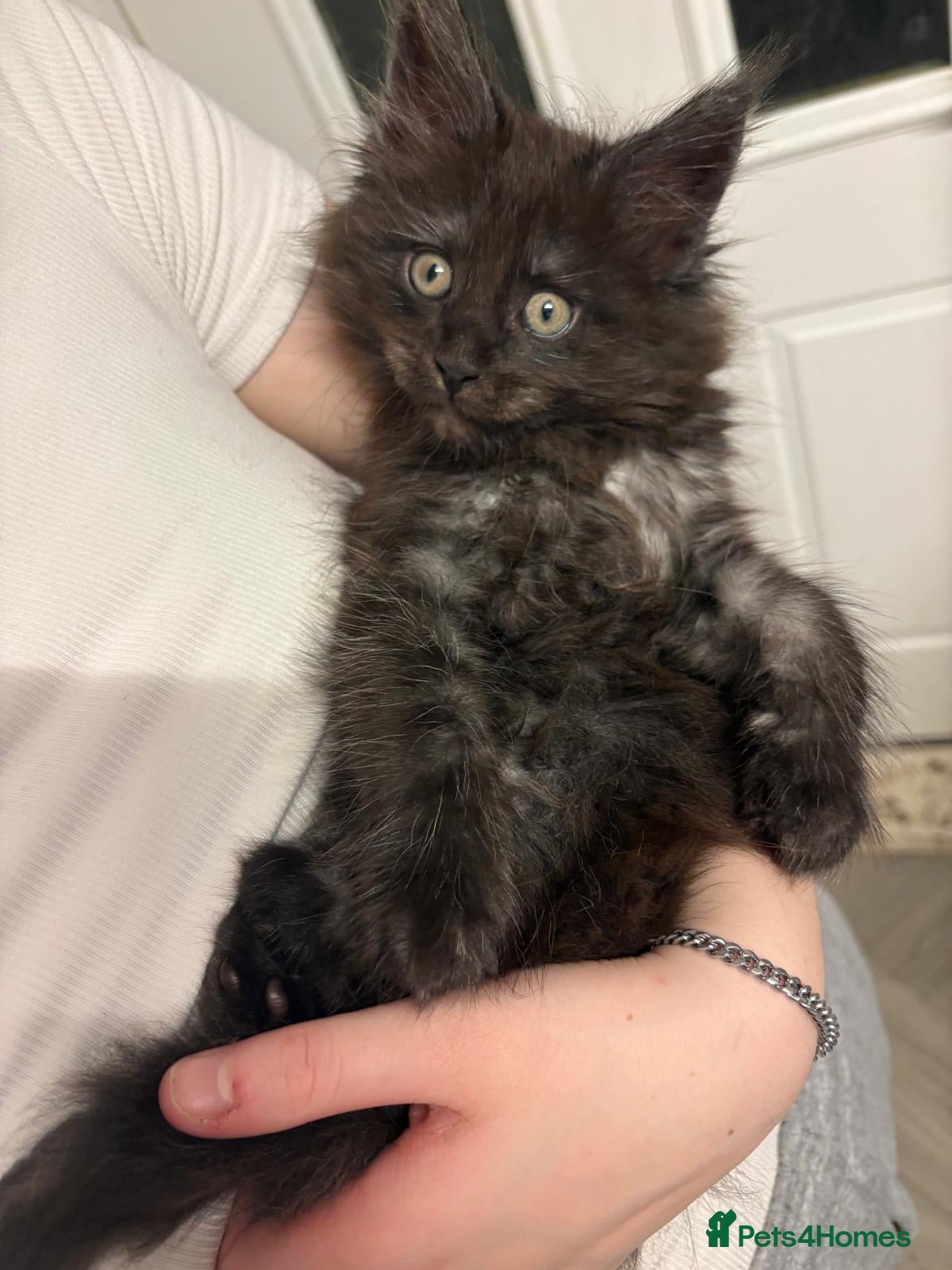 Maine Coon cats Tica Reg Maine Coon Kittens - Advert 13