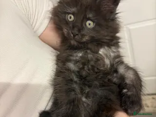 Maine Coon cats Tica Reg Maine Coon Kittens - Advert 13