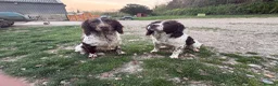 English Springer Spaniel dogs for sale: KC Registered English Springer Spaniel Puppies  - Advert 5