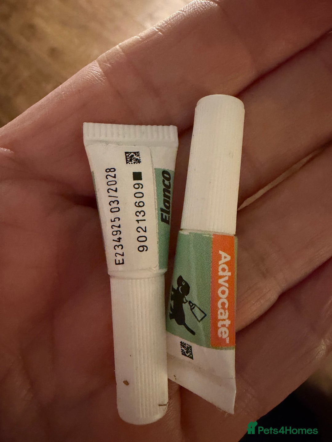 Mixed Breed dogs for sale: Biewer Terrier x mini poodle - Advert 4