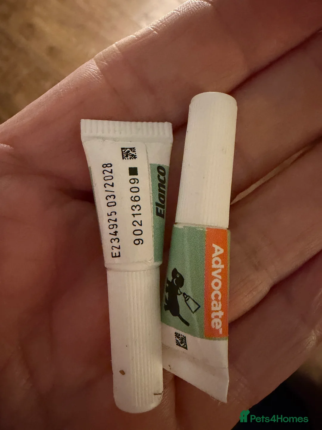 Mixed Breed dogs for sale: Biewdle- Biewer Terrier x mini poodle - Advert 3