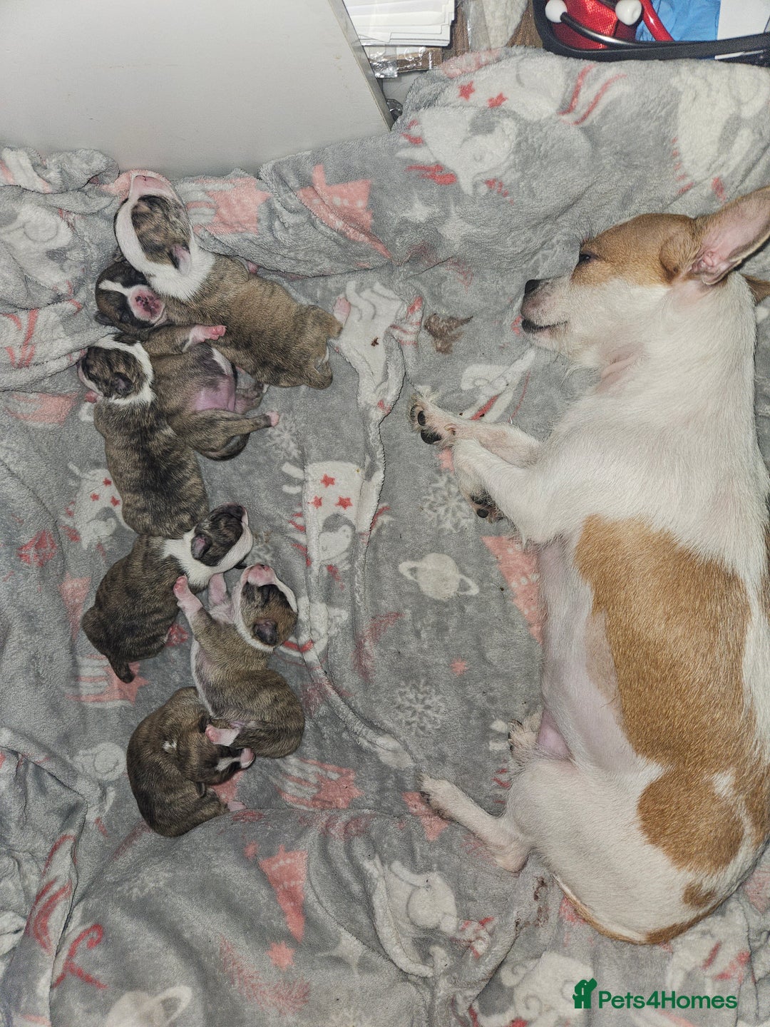 Mixed Breed dogs for sale: Beautiful Chihuahua Cross Puppies - Advert 5