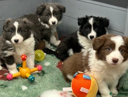 Border Collie dogs Stunning Traditional KC Reg Health Tested - Advert 1