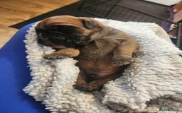 Boxer dogs for sale: 🌟KC REG BOBTAIL BOXER PUPS🌟 - Image 20