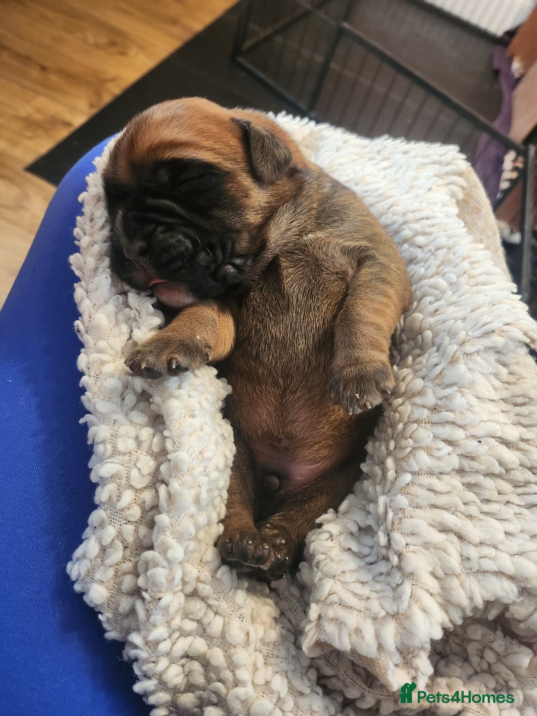 Boxer dogs for sale: 🌟KC REG BOBTAIL BOXER PUPS🌟 - Image 20