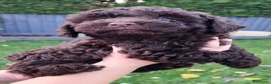 Cockapoo 1
