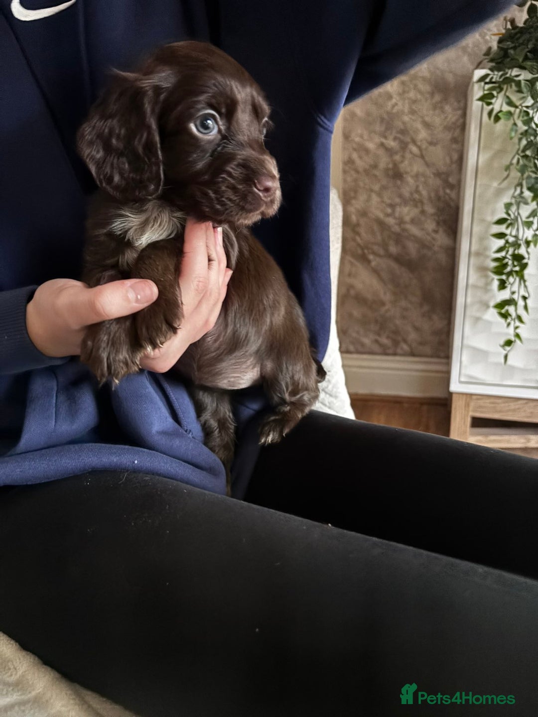Cocker Spaniel dogs for sale: Working coker spaniel puppies - Advert 3