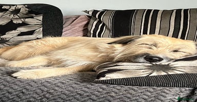 Mixed Breed dogs - Advert 16