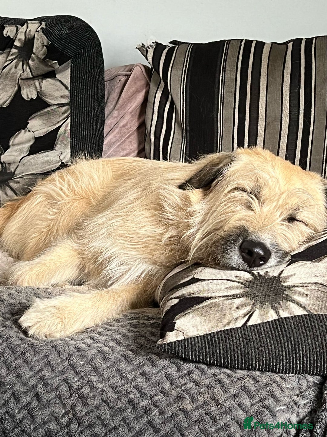 Mixed Breed dogs for adoption: 💙🐶 COOPER 🐶💙 - Image 3