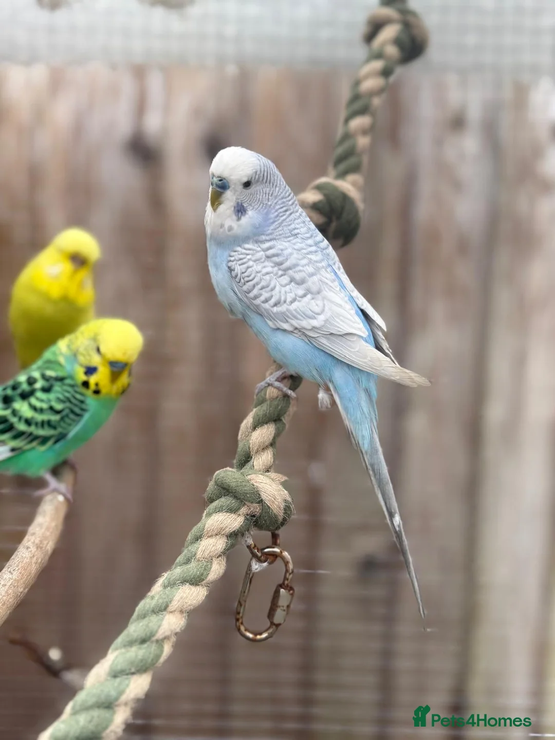 Budgerigars birds for sale: Budgie Chicks/Adults Available in Norwich - Advert 5