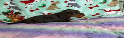 Miniature Dachshund dogs for sale: Chocolate and cream longhair miniature dachshunds  - Advert 4
