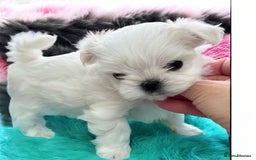 Maltese dogs for sale: 🌟Stunning Tiny Korean Maltese KC Reg🌟 - Advert 19