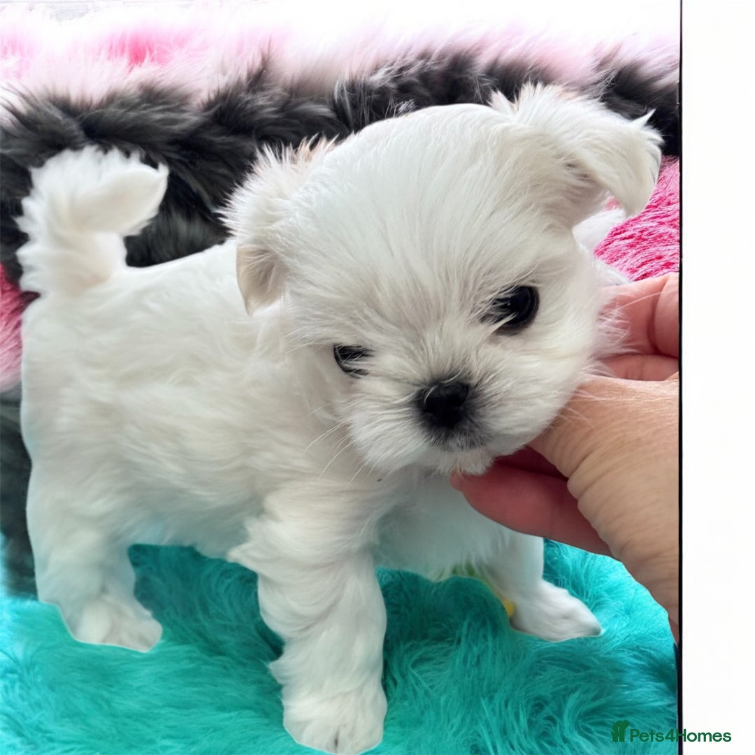 Maltese dogs for sale: 🌟Stunning Tiny Korean Maltese KC Reg🌟 - Advert 19