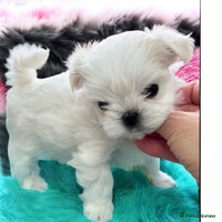Maltese dogs - Advert 6