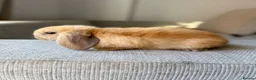 Mini Lop rabbits for sale: Beautiful Mini Lop baby rabbits - Advert 5