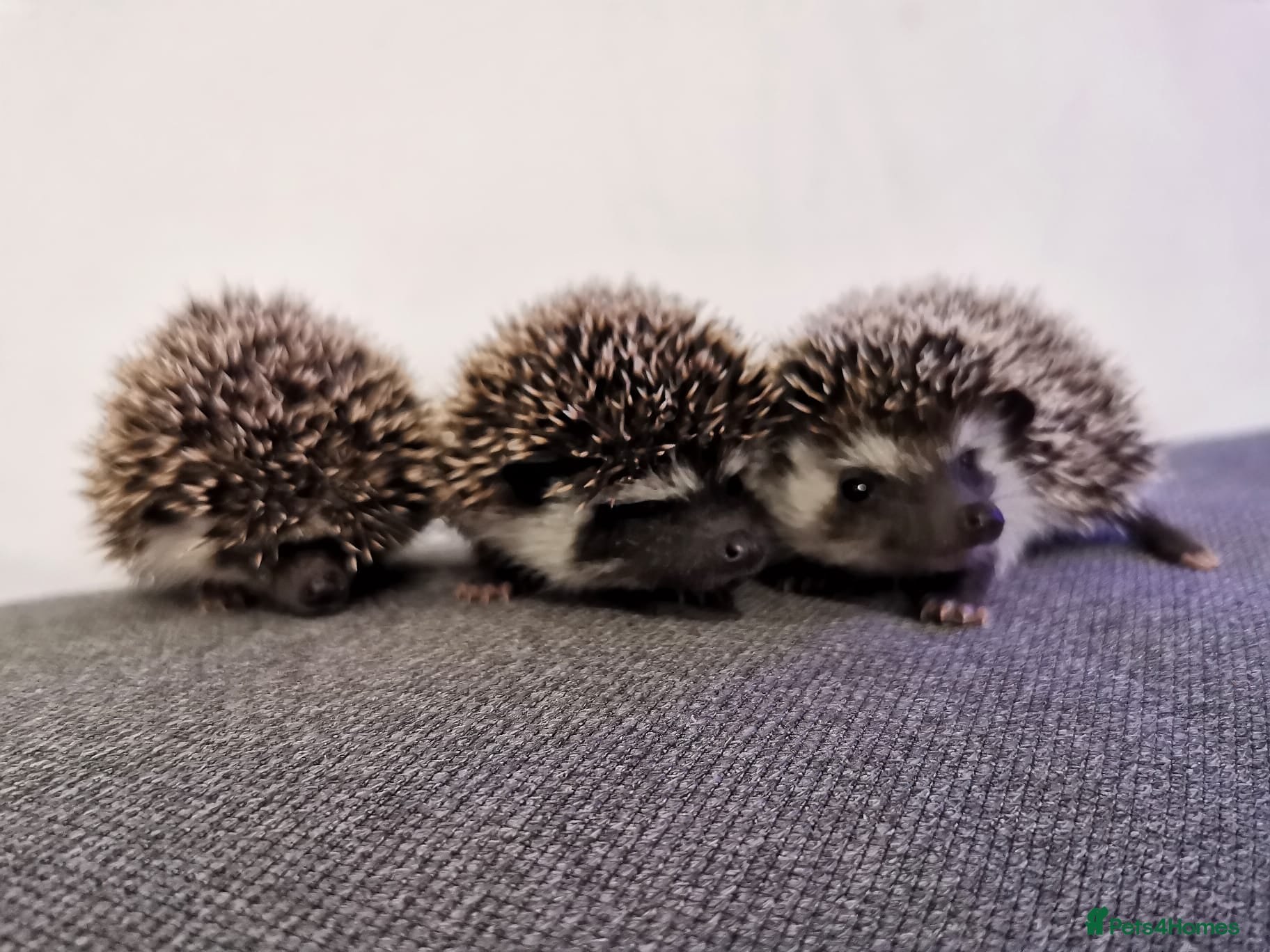 Pygmy Hedgehog rodents Male and a female african pygmy hedgehog  - Advert 4