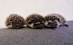 Pygmy Hedgehog rodents for sale: Male and a female african pygmy hedgehog  - Image 1
