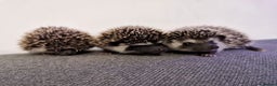 Pygmy Hedgehog rodents for sale: Male and a female african pygmy hedgehog  - Advert 1