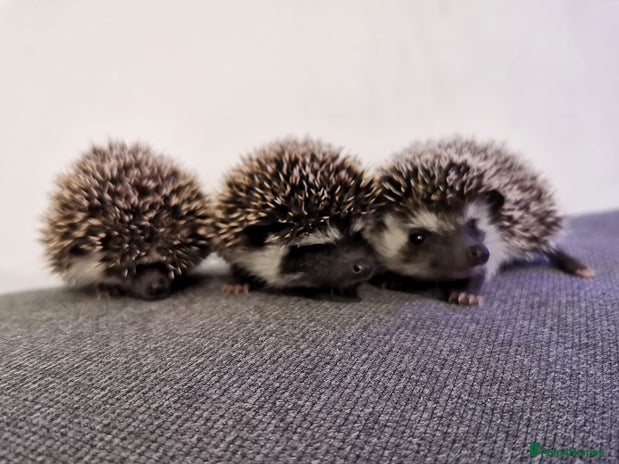 Pygmy Hedgehog rodents - Advert 1