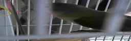 Lovebirds birds for sale: 5 baby lovebirds for sale - Advert 5