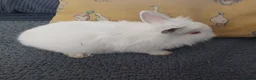 Mini Lion Lop rabbits for sale: Lion Lop Litter of Bunnies - Advert 9