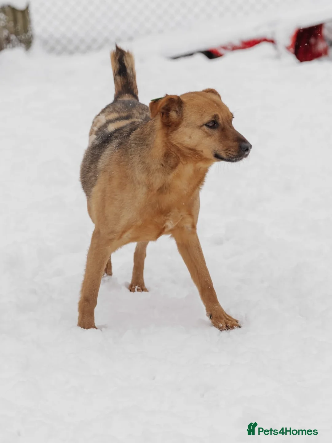 Mixed Breed dogs for adoption: ❤️Varya❤️3 yo girl full of energy, joy,&curiosity. - Advert 6