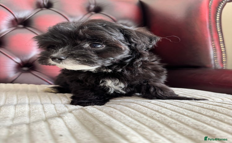 Maltipoo dogs - Advert 3