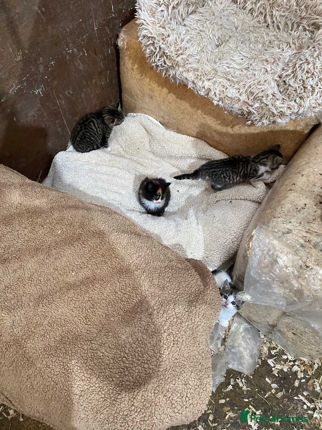 Mixed Breed cats for sale: Beautiful Kittens - Advert 10