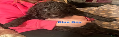 Irish Water Spaniel Puppy 6 Blue Boy