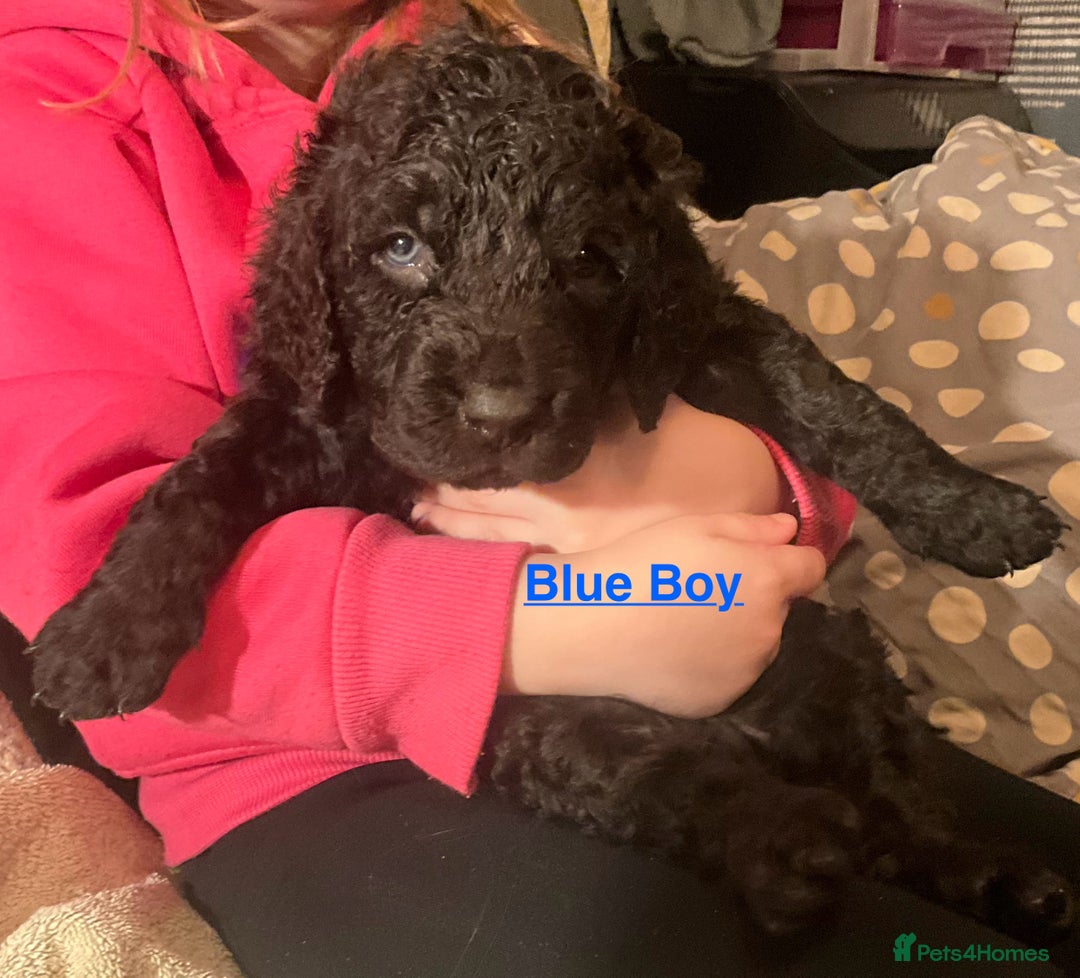Irish Water Spaniel dogs for sale: Irish Water Spaniel Litter - Advert 20