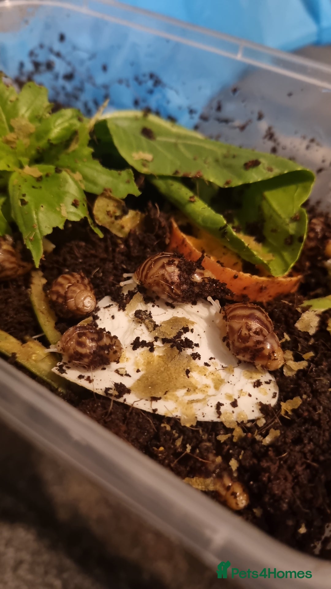 Snails invertebrates for sale: Tiger Stripe Albino Giant African Land Snails - Image 3
