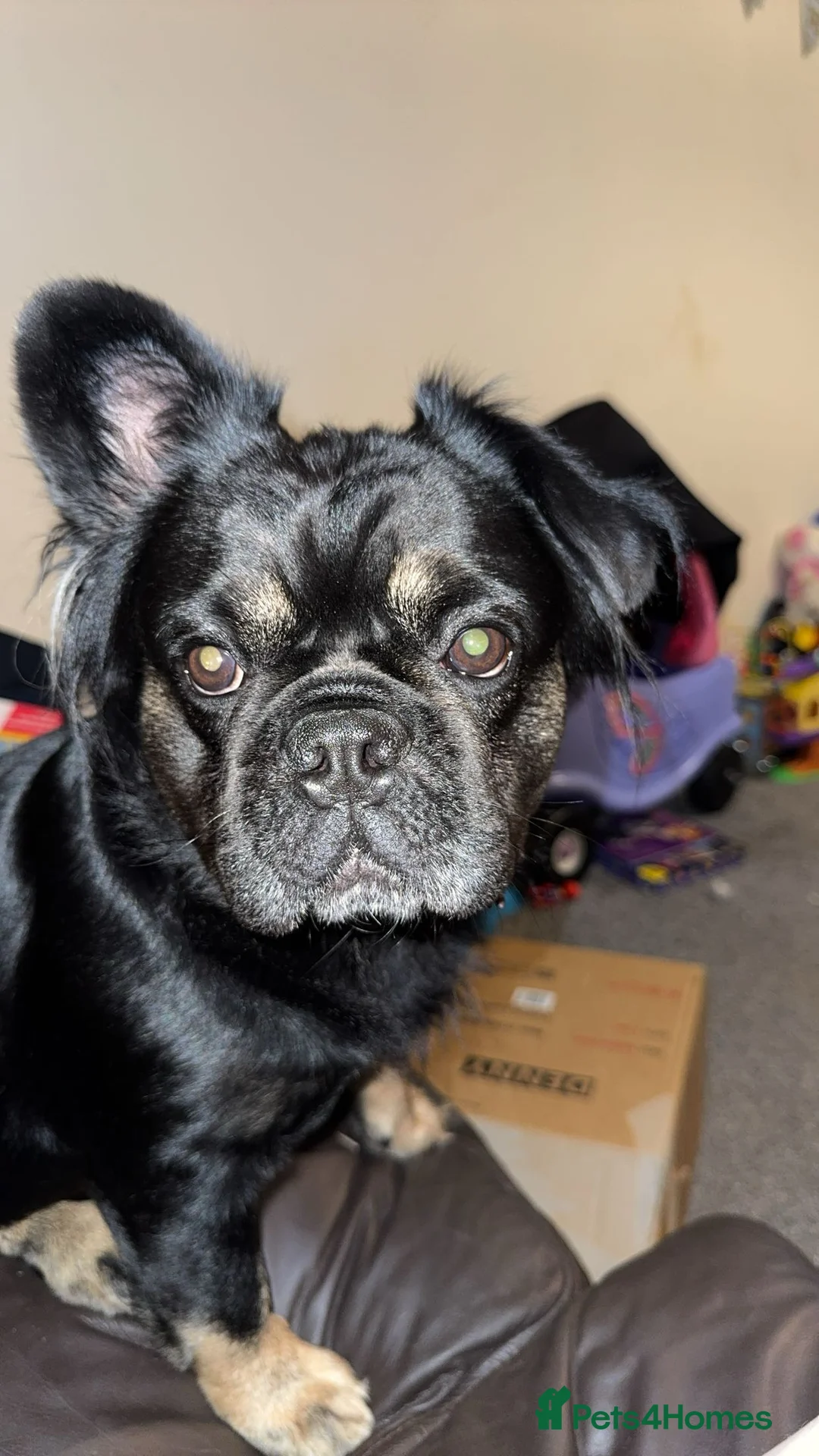 French Bulldog dogs for sale: Fluffy Frenchie  - Advert 2