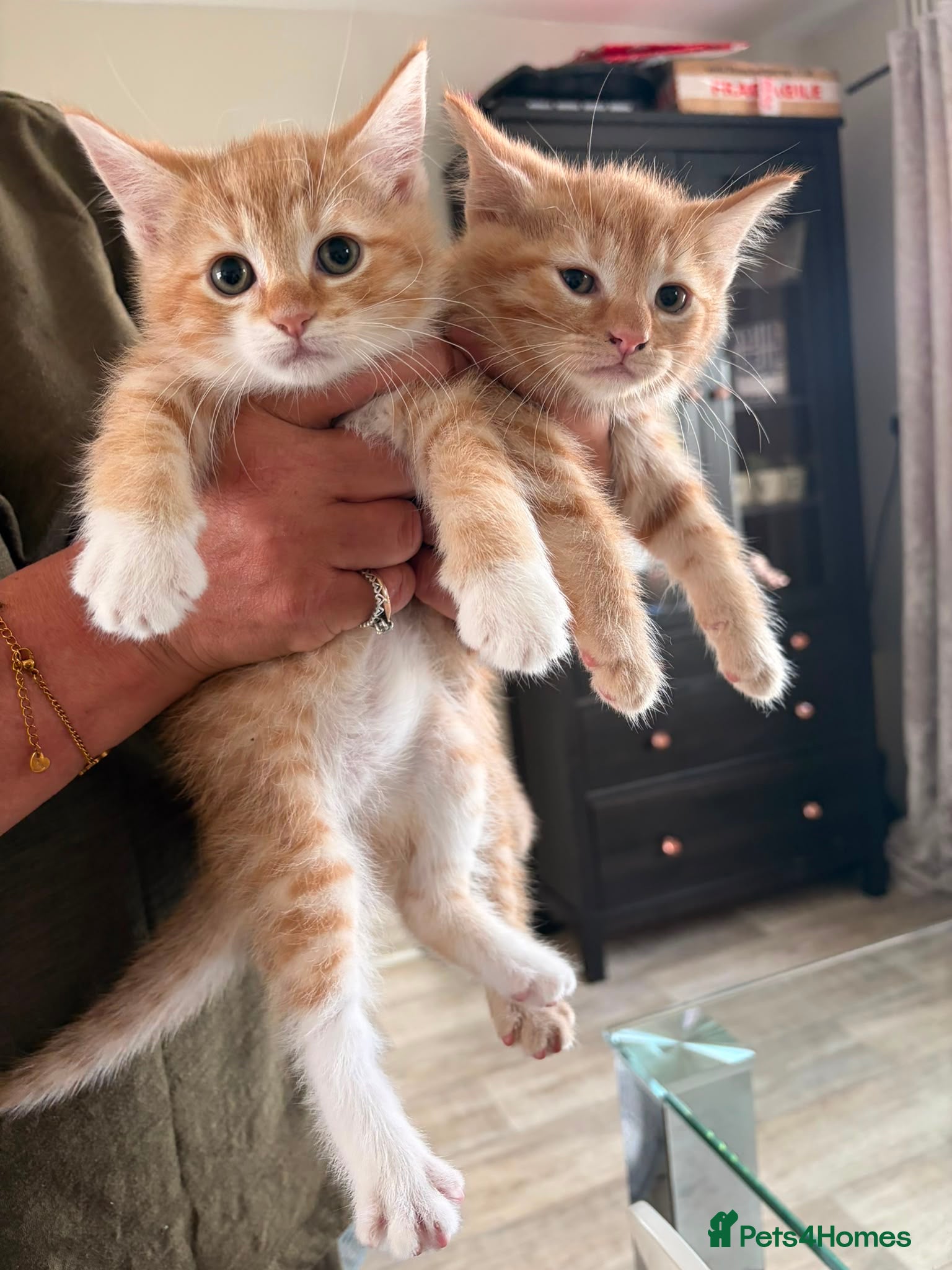 Mixed Breed cats Cute ginger kittens  - Advert 1