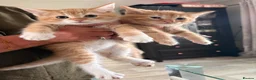 Mixed Breed cats for sale: Cute ginger kittens  in Crawley - Advert 1