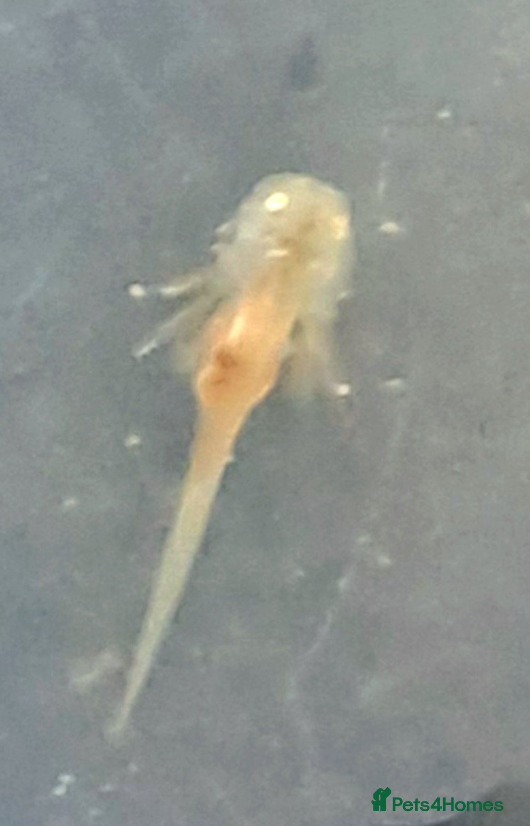 Axolotl reptiles for sale: Axolotls  - Image 3