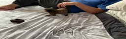 Mixed Breed cats for sale: 3 adorable domestic kittens - Advert 21
