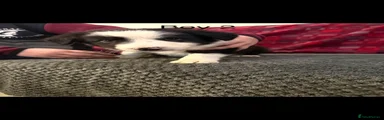 Border Collie 3