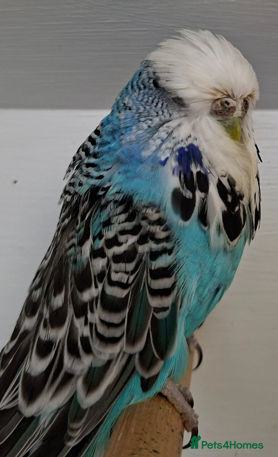 Budgerigars birds for sale: Exhibition budgies for sale  in Sudbury - Advert 15