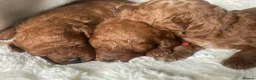 Cavapoo dogs for sale: BEAUTIFUL TOY CAVAPOO PUPPIES DNA TESTED PARENTS - Advert 6