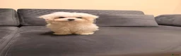 Maltese dogs for sale: Maltese puppy for sale  - Advert 6