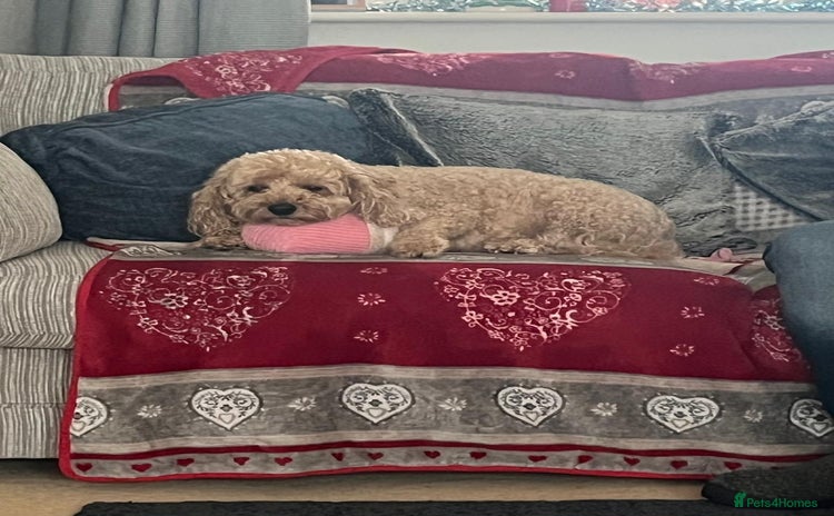 Cockapoo dogs - Advert 14