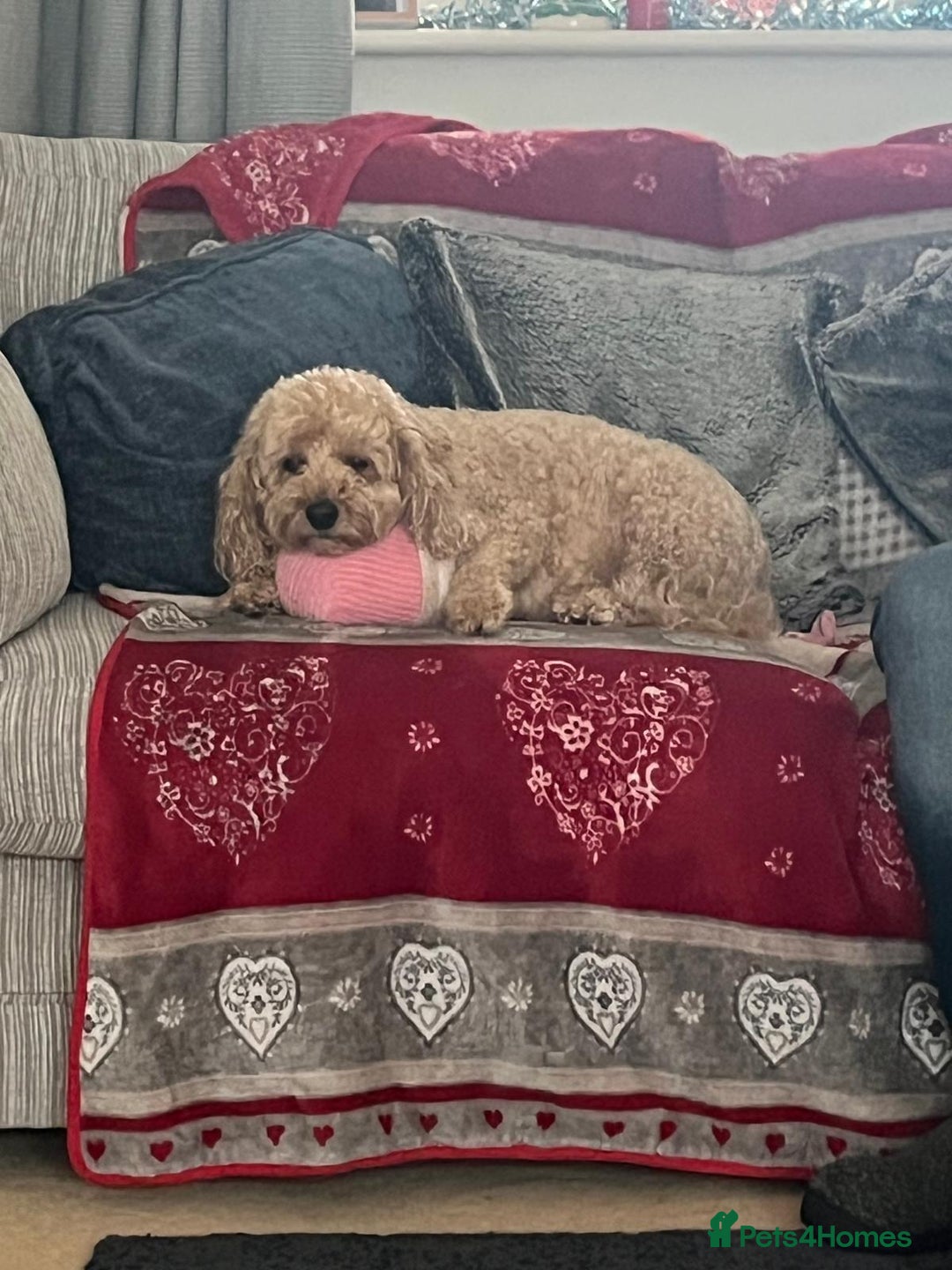Cockapoo dogs for sale: 8 year old Miniature Cockerpoo - Lexie - Image 1
