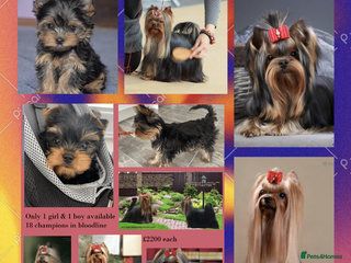 Yorkshire Terrier dogs The Royal KC reg 18 champions in bloodline - Advert 1