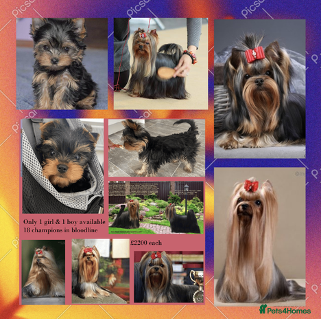 Yorkshire Terrier dogs The Royal KC reg 18 champions in bloodline - Advert 4