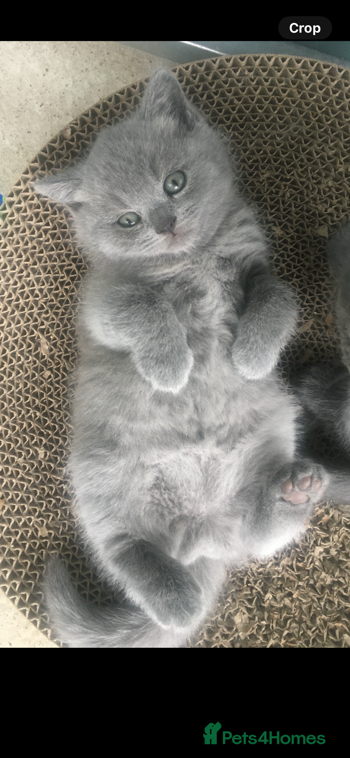 British Shorthair cats British Short Hair  - Advert 14