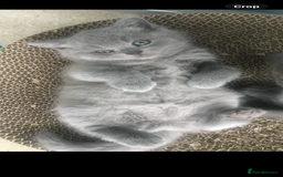 British Shorthair cats for sale: British Short Hair  - Image 1