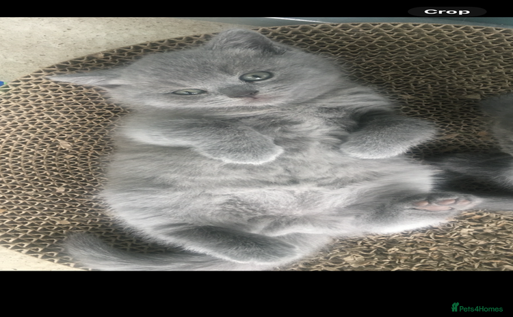 British Shorthair cats - Advert 2