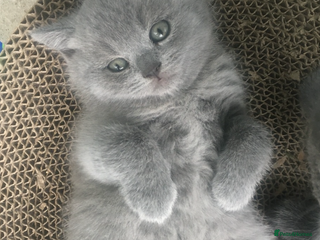 British Shorthair cats - Advert 6